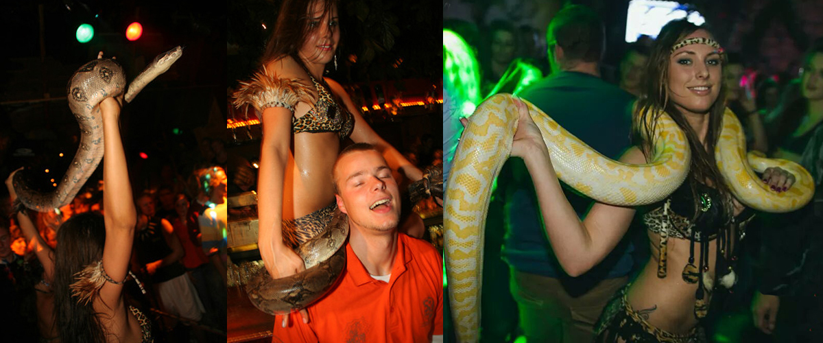 Keuze voor danseressen met slangen
